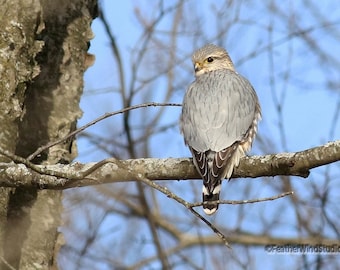 Merlin Photo | Prairie Merlin | Falcon | Bird Photography | Raptor | Bird of Prey | FeatherWindStudio | Birder Gift Idea | Nature Art Print