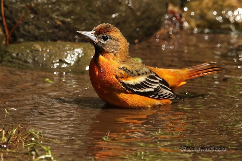 Baltimore Oriole Photo | Orange Bird | Bird Watching | Avian Photography | Tropical Bird Wall Art | FeatherWindStudio | Unique Oriole Print