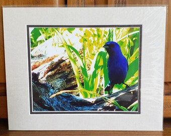 Indigo Bunting Wall Art | Bird Lover Photo Gift | Blue Songbird Décor | Nature Photo Gift | Ready To Frame Bird Print | 11x14 Matted Bunting