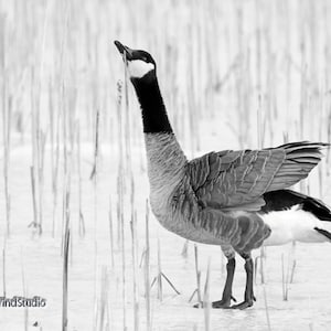 Canada goose top quebec city xt