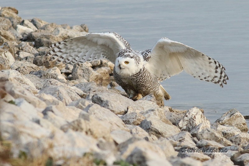Owl Photograph | White Spotted Owl Pic | Avian Canadian Wildlife | Lobby Wall Art | Home Office Deco