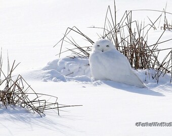 Foto de búho nival / Pájaro de invierno en la nieve / Decoración de restaurante de oficina en casa Raptor / Regalo de amante del búho / FeatherWindStudio / Impresión de arte de búho blanco como la nieve