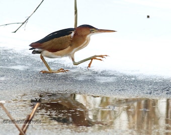 Foto Least Bittern / Wading Bird Decor / Nature Art / Winter Birding / FeatherWindStudio / Bird Lover Wall Hanging / Bittern in Snow Print