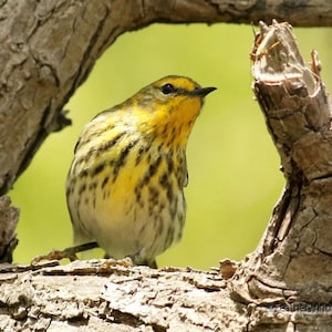 Cape May Warbler | Spring Bird Photography | Ornithologist Wall Art | Avian Home Office Nature Decor | Bird Lover Gift | Warbler Art Print