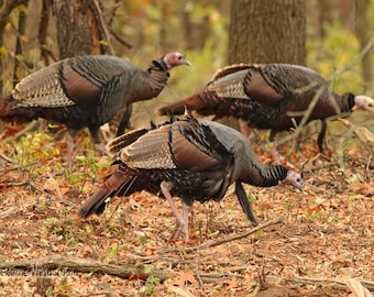 Turkey Photo Print | Thanksgiving Wall Art | Woodland Wildlife | Hunting Lodge Art | Game Birds Pic | Cabin Holiday Decor | Bird Hunter Gift