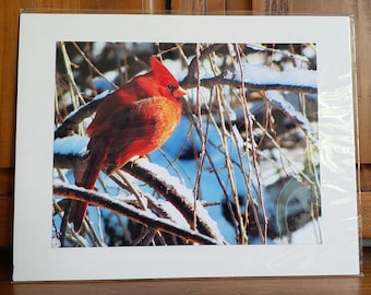 Cardinal Photograph: Red Bird in Snowy Winter, Nature Wall Decor