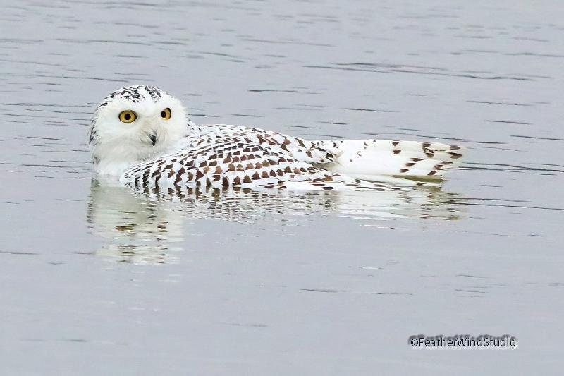 Snowy Owl Print | Floating Owl Photo | Owl in Water | Swimming Snowy Owl | Unique Bird Wall Art | Ho