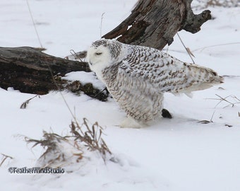 Snowy Owl Photography | Bird Photo Art | Raptor Home Office Restaurant Decor | Owl Lover Gift | FeatherWindStudio | Snow White Owl Art Print