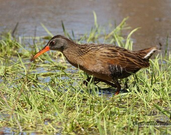 Virginia Rail Photo | Bird Photography | Marsh Bird Wall Art | Wetlands Decor | Waterbird | Rallus limicola | FeatherWindStudio | Rail Print