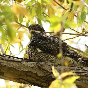 May include: A bird with mottled brown, black, and white plumage perched on a tree branch. The bird is surrounded by green and yellow leaves, creating a natural camouflage. The bird's feathers have a detailed pattern.
