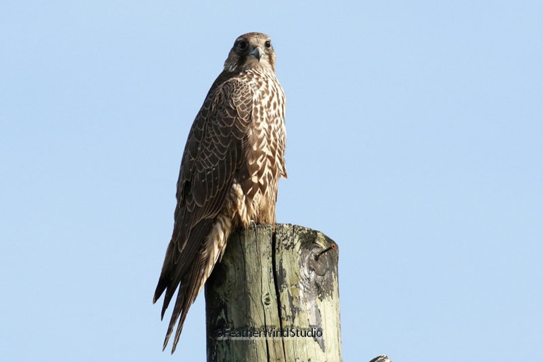 Gyrfalcon Photo | Bird Photography | Raptor | Bird of Prey ...