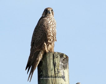 Gyrfalcon Photo | Bird Photography | Raptor | Bird of Prey | FeatherWindStudio | Birder Gift Idea | Avian Decor | Hawk | Falcon Art Print