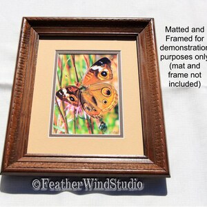 May include: A framed print featuring a butterfly with orange, brown, and black markings. The butterfly is set against a backdrop of green and pink plants. The frame is a dark brown color with a decorative edge. The text "Feather WindStudio" is visible.