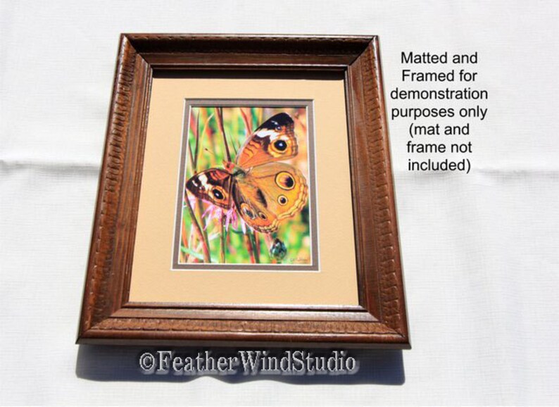 May include: A framed print featuring a butterfly with orange, brown, and black markings. The butterfly is set against a backdrop of green and pink plants. The frame is a dark brown color with a decorative edge. The text "Feather WindStudio" is visible.