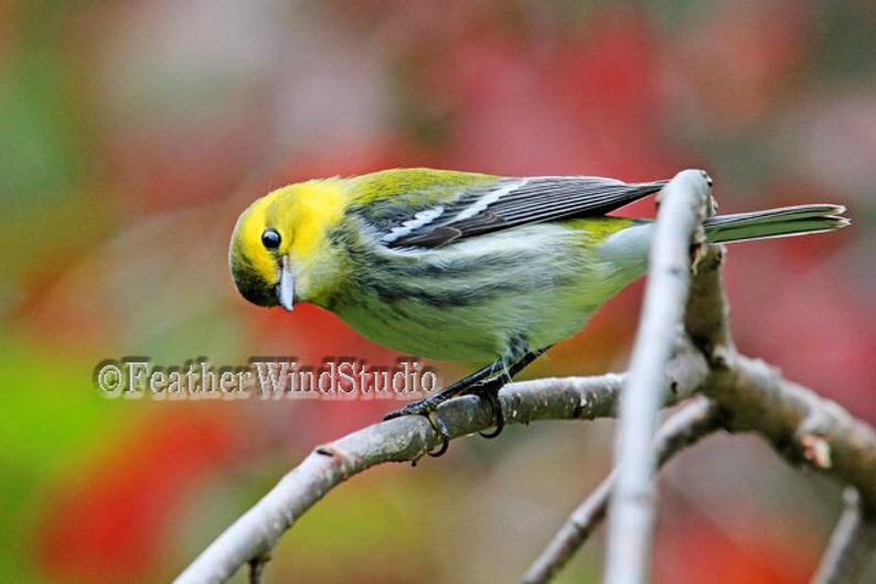 Download 9900 Koleksi Gambar Fauna Negara Brunei Darussalam Keren HD