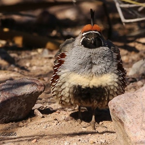 Gambel&#39;s Quail Photo | Wild Bird Photography | New Mexico Wall Art | Desert Décor | FeatherWindStudio | Bird Lover Photo Gift | Quail Print