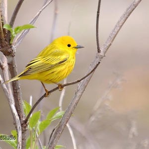 Yellow Warbler Photo | Bird Photography | Songbird Art Gift Idea | Home Office Hospital Nature Art | Soothing Wall Decor | Pretty Bird Print