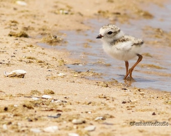 Piping Plover Photo | Baby Bird Print | Shorebird Photography | Nature Summer Decor | Bird Watcher Gift | Beach Wall Art | Sandy Bird Print