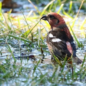 Könnte beinhalten: Ein rot-schwarzer Vogel mit einem weißen Fleck auf der Brust steht in seichtem Wasser mit grünem Gras. Der Vogel hat einen dicken, hakenförmigen Schnabel.