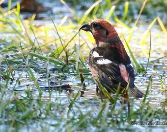 White Winged Crossbill Photo | Bird Photography | Winter Songbird Décor | Birder Art Gift | Birding | Northern Finch Print | FeatherWind Art