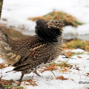 Rüschenhuhn Foto | Vogel umworb | Vogeljäger Foto Geschenk | Blockhütte Landhaus Wandkunst | Restaurant Dekor | Anzeigen von Rebhuhndruck