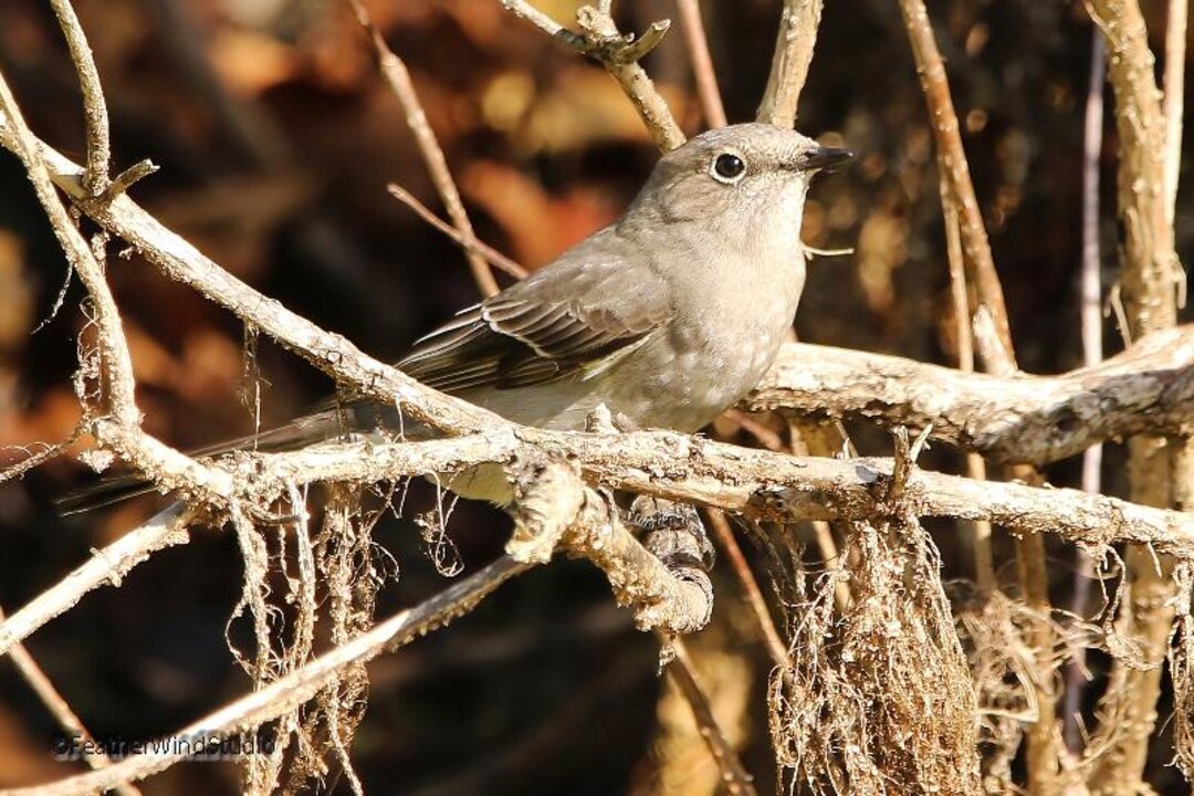 Townsend's Solitaire Photo | Bird Photography | Nature Wall Art | Bird ...