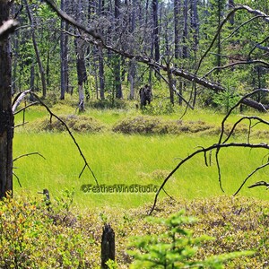 Bigfoot Photo | Sasquatch Sighting | Big Foot Wall Art | Michigan Up North Décor | Forest Creature | Mystery Décor | Forest Art | Yeti Print