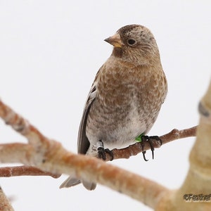 Rosa Fink Foto | Winter Vogel Fotografie | Brauner Vogel | Gebänderter Vogel Druck | Natur Wand Kunst | New Mexico Vogelfutter | Finken Art