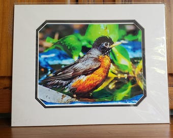 American Robin Photo | Nature Lover Gift | Bathing Songbird | Wet Bird Wall Art | Ready To Frame | 11x14 Matted Bird Print | Thrush Décor