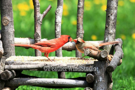 Cardinal Mâle Femelle Dalimentation Le Cardinal Rouge Photographie Animal Parade Nuptiale De Printemps Oiseau Rouge Art Courtiser Les Oiseaux
