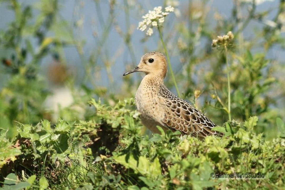 Buff Breasted Sandpiper Photo | Bird Photography | Shorebird Art | Bird ...