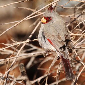 Pyrrhuloxia Photo Print | Red and Gray Wall Art | Birder Gift | Desert Cardinal Pic | Bird Photography | Southwest Décor | FeatherWindStudio