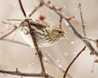 Pine Siskin Photo | Bird and Snow Flakes Wall Art | Songbird Photograph | Winter Theme Home Decor | FeatherWindStudio | Northern Finch Print