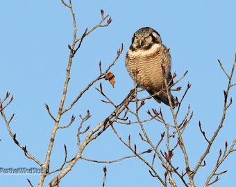 Northern Hawk Owl Photo | Bird Home Décor | Raptor Photography | Minnesota Home Office Nature Wall Art | FeatherWindStudio | Hawk Owl Print