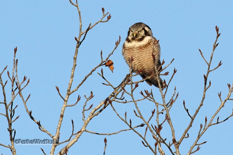 Northern Hawk Owl Photo | Bird Home Décor | Raptor Photography | Minnesota Home Office Nature