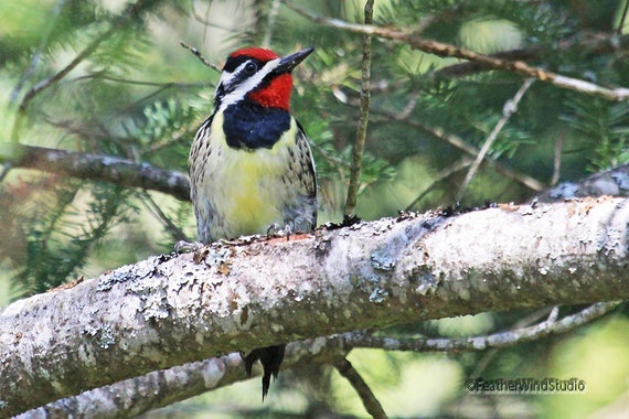 Yellow Bellied Sapsucker Woodpecker Photography Wild Bird Etsy