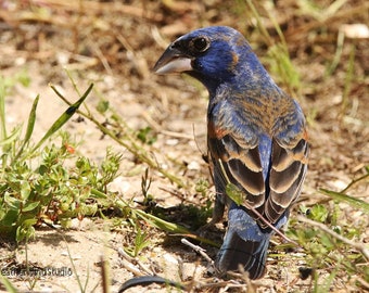 Blue Grosbeak Photo | Tropical Art | Home Office Décor | Songbird Pic | FeatherWindStudio | Backyard Bird Nature Print | Blue Bird Photo Art