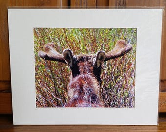 Moose Photography | Nature Wall Hanging | Velvet Antlers Art | Yellowstone Wildlife | Bull Moose Head | Brown Animal | Ungulate 11x14 Matted