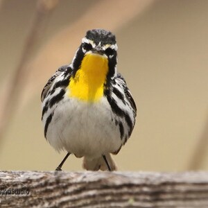 Yellow Throated Warbler Photo | Bird Photography | Songbird Wall Art | Birding | Gift for Birder | FeatherWindStudio | Eastern Warbler Print