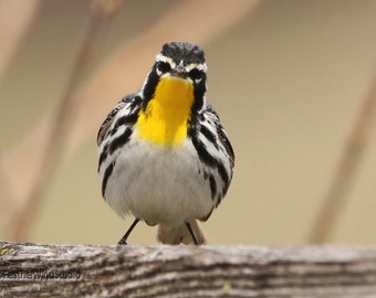 Yellow Throated Warbler Photo | Bird Photography | Songbird Wall Art | Birding | Gift for Birder | FeatherWindStudio | Eastern Warbler Print