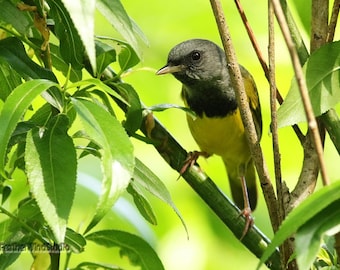 Mourning Warbler Photo | Spring Bird Photography | Migrant Songbird | Avian Wall Art | Bird Lover Gift | FeatherWindStudio | Bird Art Print