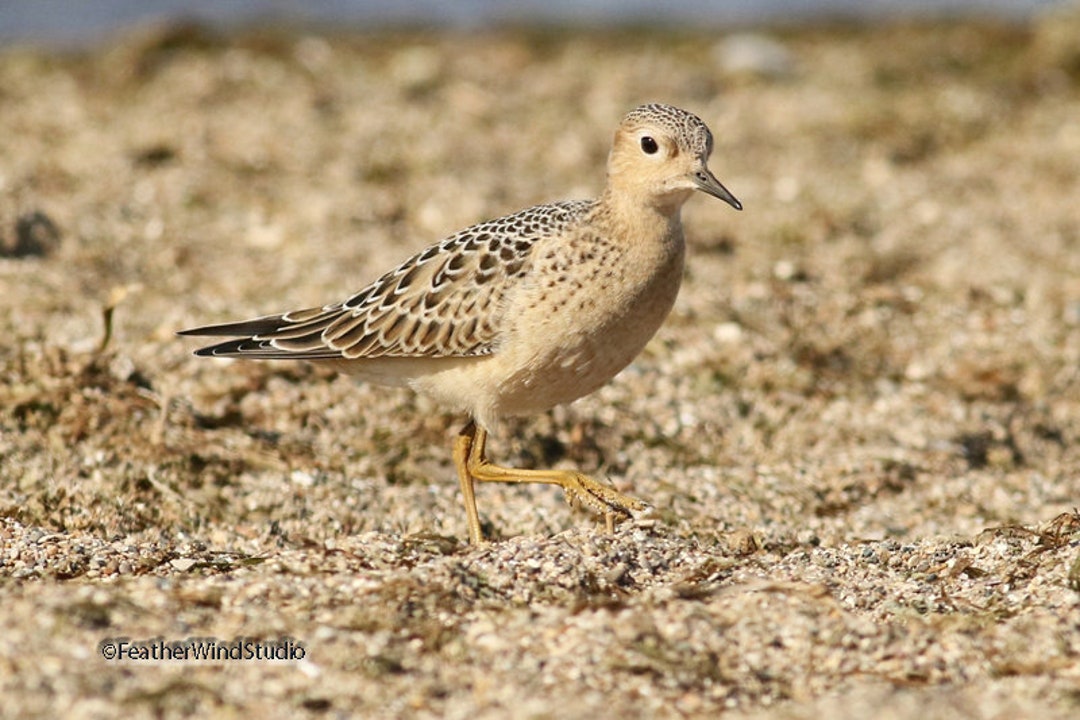 Buff Breasted Sandpiper Photo | Sand Art | Beach Bird Wall Decor ...