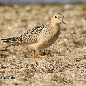 Puede incluir: Un pequeño pájaro marrón y blanco con un pico largo y delgado se encuentra en una playa de arena. El pájaro tiene un patrón moteado en sus plumas.