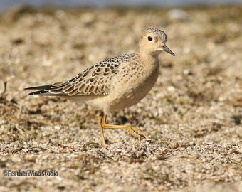 Buff Breasted Sandpiper Photo | Sand Art | Beach Bird Wall Decor | Plover Peep Sand Piper | Tan Nursery Child Wall Hanging | Shorebird Print