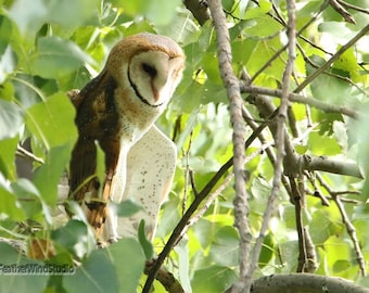 Barn Owl Photo | Bird Photography | Owl Lover Gift | Nature Wall Art | Home Office Restaurant Décor | FeatherWindStudio | Wildlife Art Print