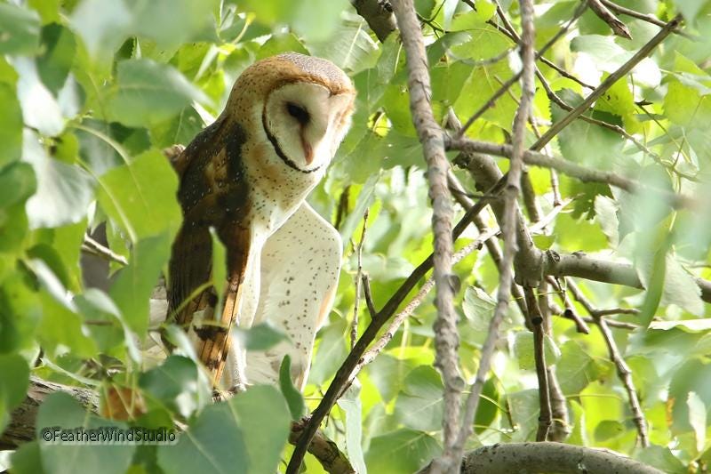 Barn Owl Photo | Bird Photography | Owl Lover Gift | Nature Wall Art | Home Office Restaurant D&eacu