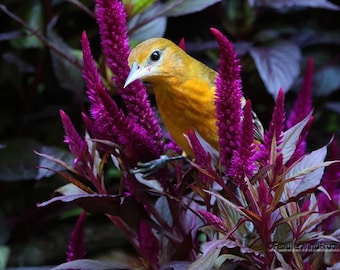 Fotografía de oropéndola de Baltimore / Pájaro y floración / Decoración naranja y violeta / Fotografía de aves / Arte mural tropical / FeatherWindStudio / Impresión artística de celosía