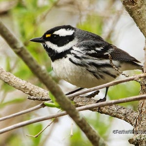 Black Throated Gray Warbler | Michigan Nature Photography | Spring Birding | Bird Watcher Photo | Gift For Birder | Western Warbler Print