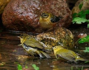 Bay Breasted Warbler | Tennessee Warbler | Bathing Birds Print | Wild Bird Art | Tropical Migratory Songbird | Birder Gift | Rock Wall Art