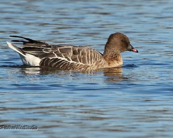 Pink Footed Goose Photo | Bird Photograph | Greenland Iceland Nature Décor | Waterfowl Wall Art | Kentucky Home Office Art | Goose Art Print